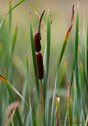 Typha latifolia